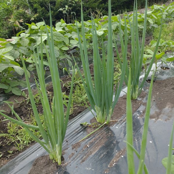 センチュリー２１北海道家庭菜園