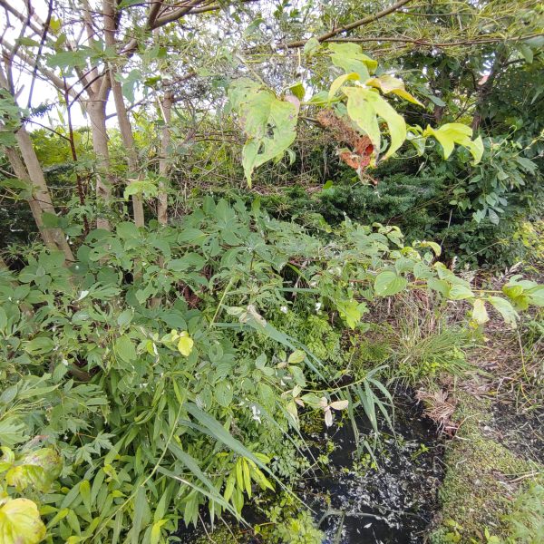 閲覧注意（虫嫌いの方）