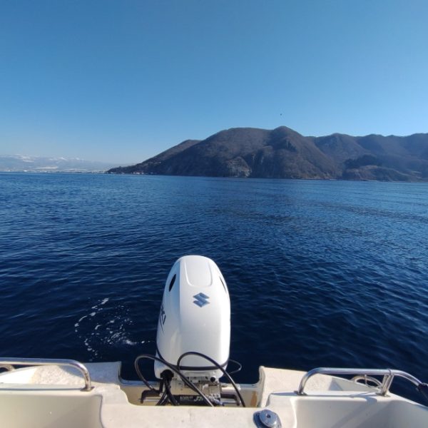 函館山沖でサクラマス！